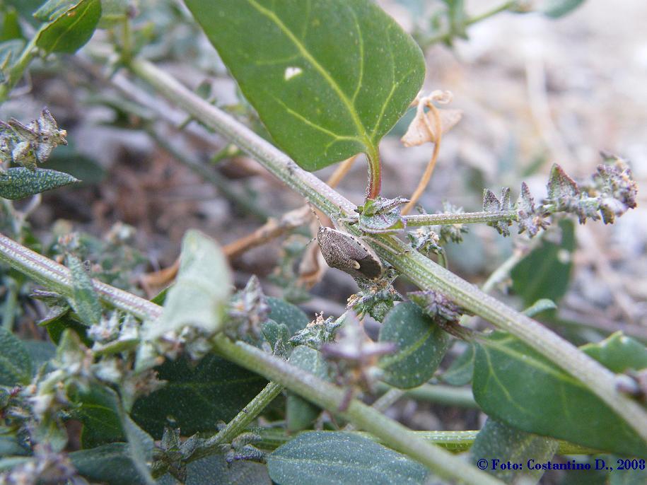 Pentatomidae su Atriplex